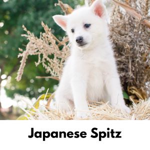 White Dog Names: 375+ Names for White Dogs - Japanese Spitz