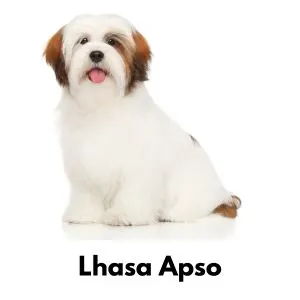 Lhasa Apso dog with white fur and brown ears on white background