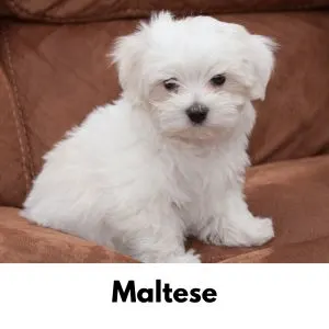 Maltese puppy sitting on couch