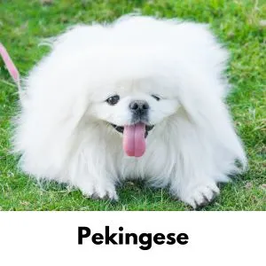 White pekingese dog in grass