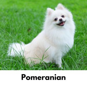 Pomeranian sitting in grass