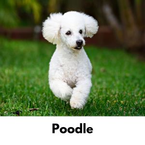 White Dog Names: 375+ Names for White Dogs - Poodle running in grass