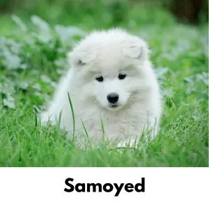 White Samoyed puppy in tall grass