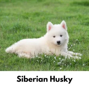 Siberian Husky laying in grass