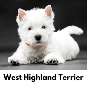 West Highland Terrier laying down with black background
