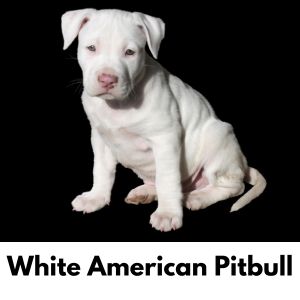 White Dog Names: 375+ Names for White Dogs - White American Pitbull 