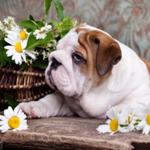 Flower Names For Dogs: 300 Plus Nature Names - Bulldog with dasies