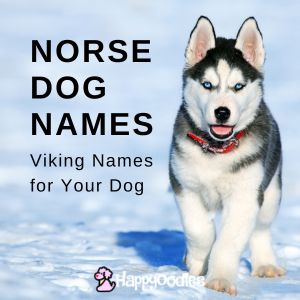 Norse Dog Names: Viking Names for Your Dog - title page - Husky puppy in snow