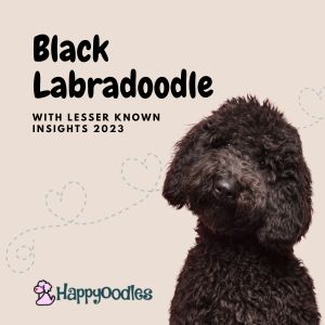 Black Labradoodle: With Little Known Insights 2023 Title pic with black Labradoodle on beige background
