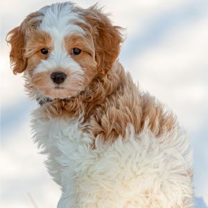 Apricot and white Cavapoo sitting in snow