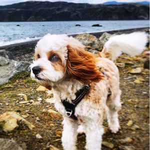 Cavoodle at the beach