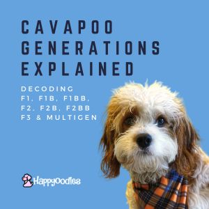Cavapoo Generations Explained: F1, F1b, F1bb, F2, Etc. - Title pic with brown and white Cavapoo with plaid bandana. 