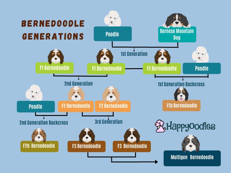 Bernedoodle Generation Classification Inforgraphic - Happyoodles.com 