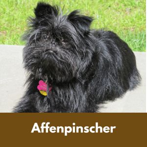Black Dog Names: 435+ Names for Black Dogs - Affenpinscher