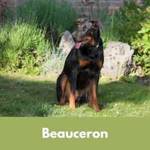 Beauceron Brown and black