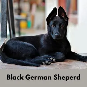 Black Dog Names: 435+ Names for Black Dogs - Black German Sheperd