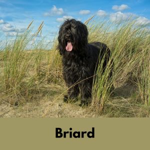 Black Briard