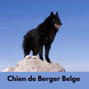 Black Dog Names: 435+ Names for Black Dogs - Chien De Berger Belge