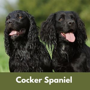 Black Cocker Spaniels 