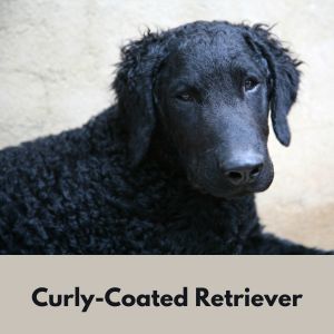 Curly Coated Retriever 