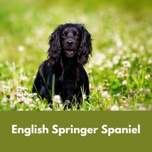 Black English Springer Spaniel