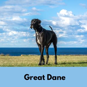 Great Dane - Black 