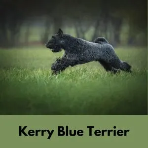 Black Dog Names: 435+ Names for Black Dogs - Kerry Blue terrier