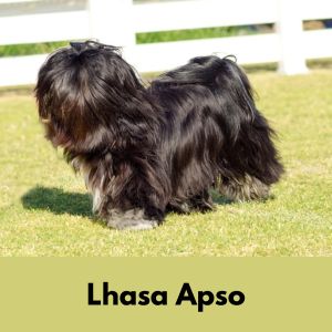 Black Lhasa Apso