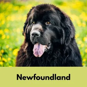 Black Dog Names: 435+ Names for Black Dogs - Newfoundland