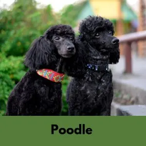 Two black poodles
