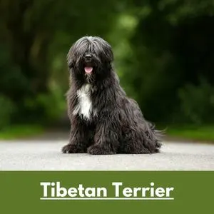 tibetan terrier - Black and white