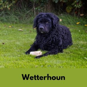 Wetterhoun