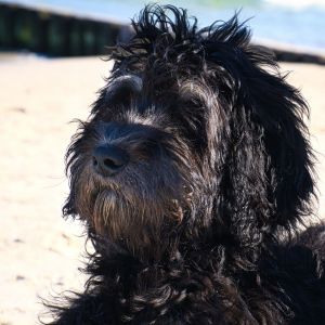 Black Goldendoodle on the beach