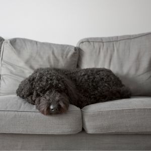 black doodle on a couch
