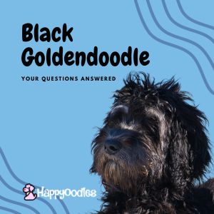 Black Goldendoodle: Your questions answered title pic with pic of a black golden doodle