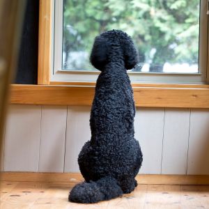 Black goldendoodle looking out window