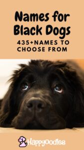 Black Dog Names: 435+ Names for Black Dogs - title pin with black Newfoundland puppy on front. 