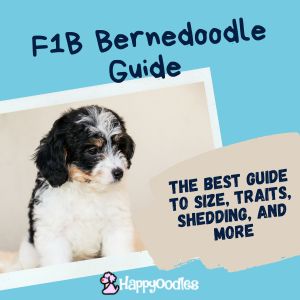 Best F1B Bernedoodle Guide to Size, Traits, Shedding, and more - title pic with tri-color bernedoodle puppy