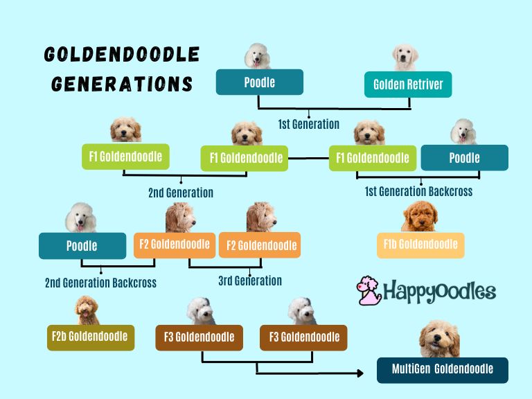 Chart explaining the F1, F1b, F2, F2b, F3 and Multigen Goldendoodle Generations - colorful chart with real dogs pictures.  