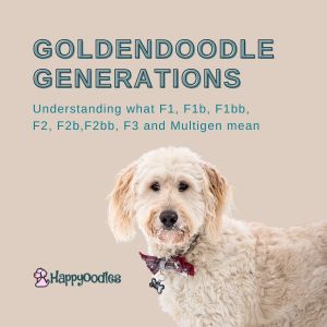 Goldendoodle Generations: F1, F1b, F1bb, F2, F2b, Etc - Title pic withe White Goldendoodle on cover