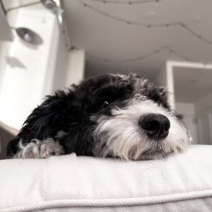 Black and white Bernedoodle laying on couch