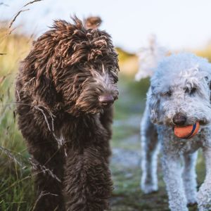 Brown Mini Bernedoodle and white Cockapoo walking in field