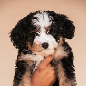 Tri-colored Bernedoodle puppy in hand