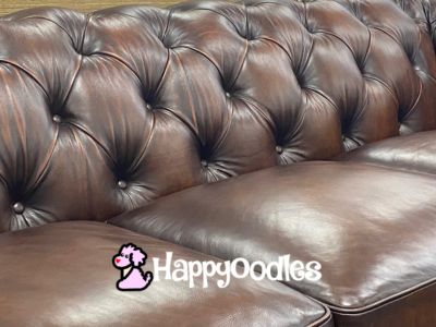 Pet Friendly Fabrics & Furniture For Everyday Living - Leather Couch