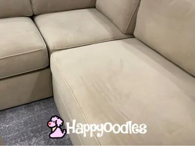 Pet Friendly Fabrics & Furniture For Everyday Living - Tan Microfiber couch