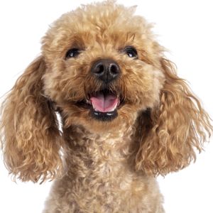 Unique Dog Names: 325+ Unique Names for Your Dog - Happy poodle