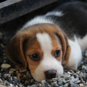 Unique Dog Names: 325+ Unique Names for Your Dog - Beagle