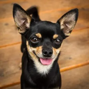 Unique Dog Names: 325+ Unique Names for Your Dog Happy Chichuahua