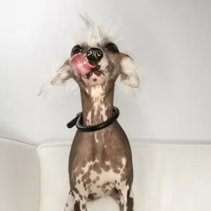 Unique Dog Names: 325+ Unique Names for Your Dog - Chinese Crested