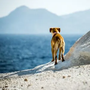 dog at the sea in greece